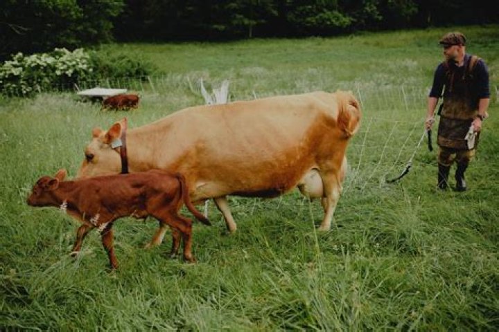 Do cows understand humans?