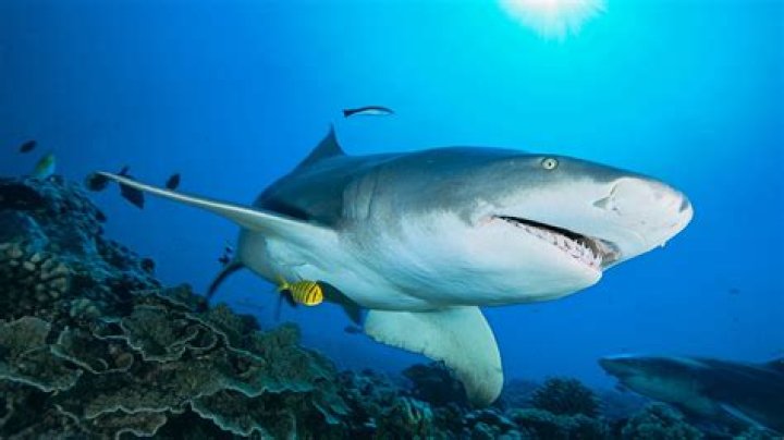 What happens if a shark stops swimming?